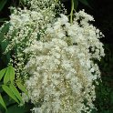 Sorbaria tomentosa fleur P1E